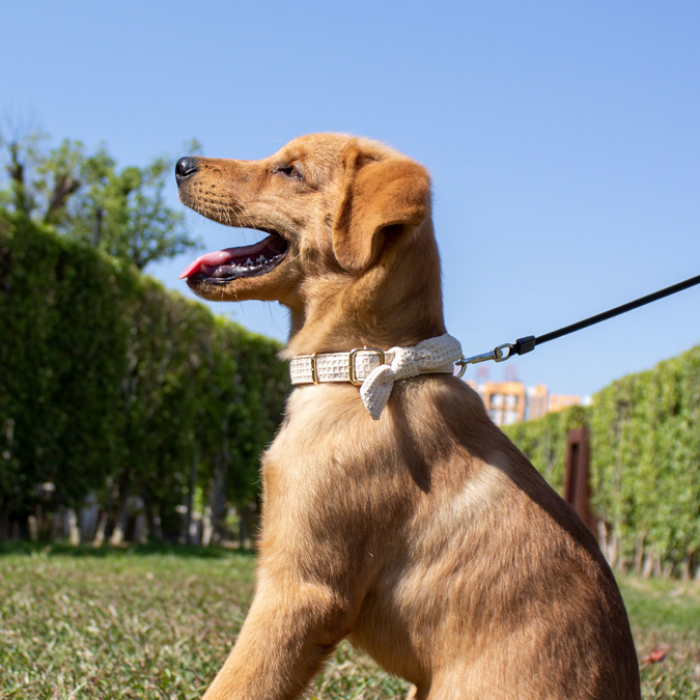 工厂制造可调长度高质量豪华定制华夫格材质宠物狗狗狗项圈